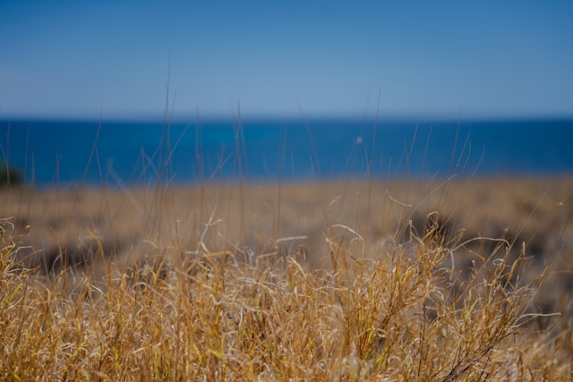Dry grass field with ocean and blue sky