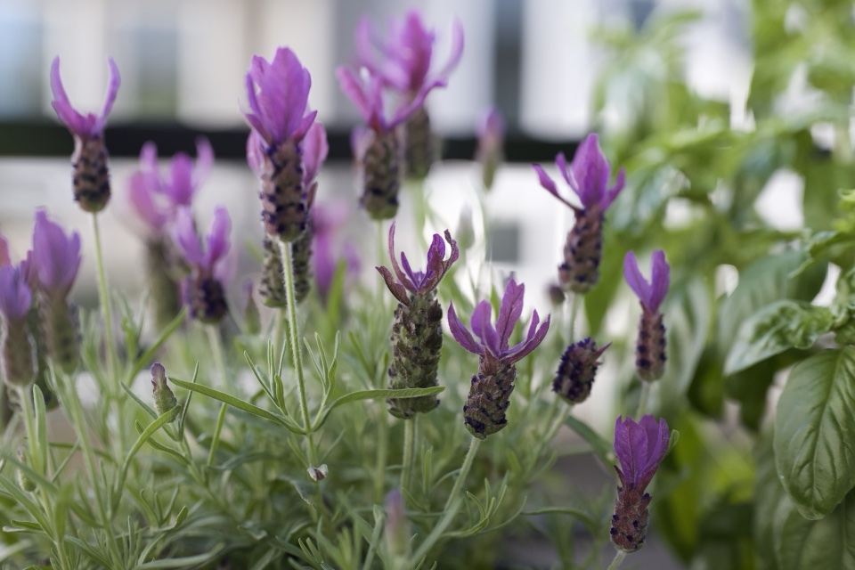 Lavender field — focus frame 1 of 59