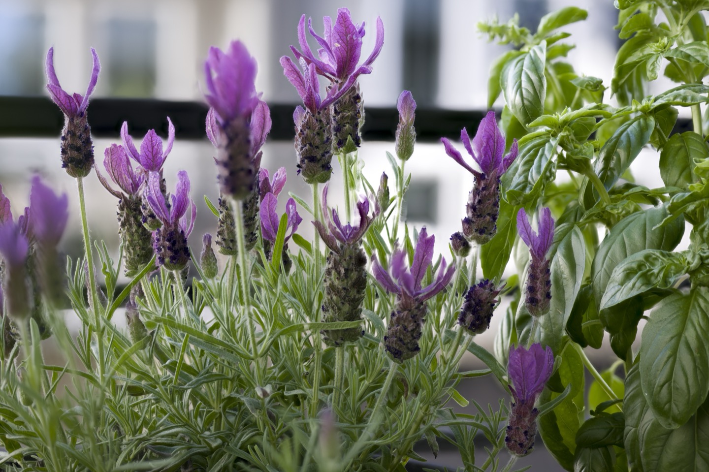 Completed focus stack — lavender flowers with full depth of field