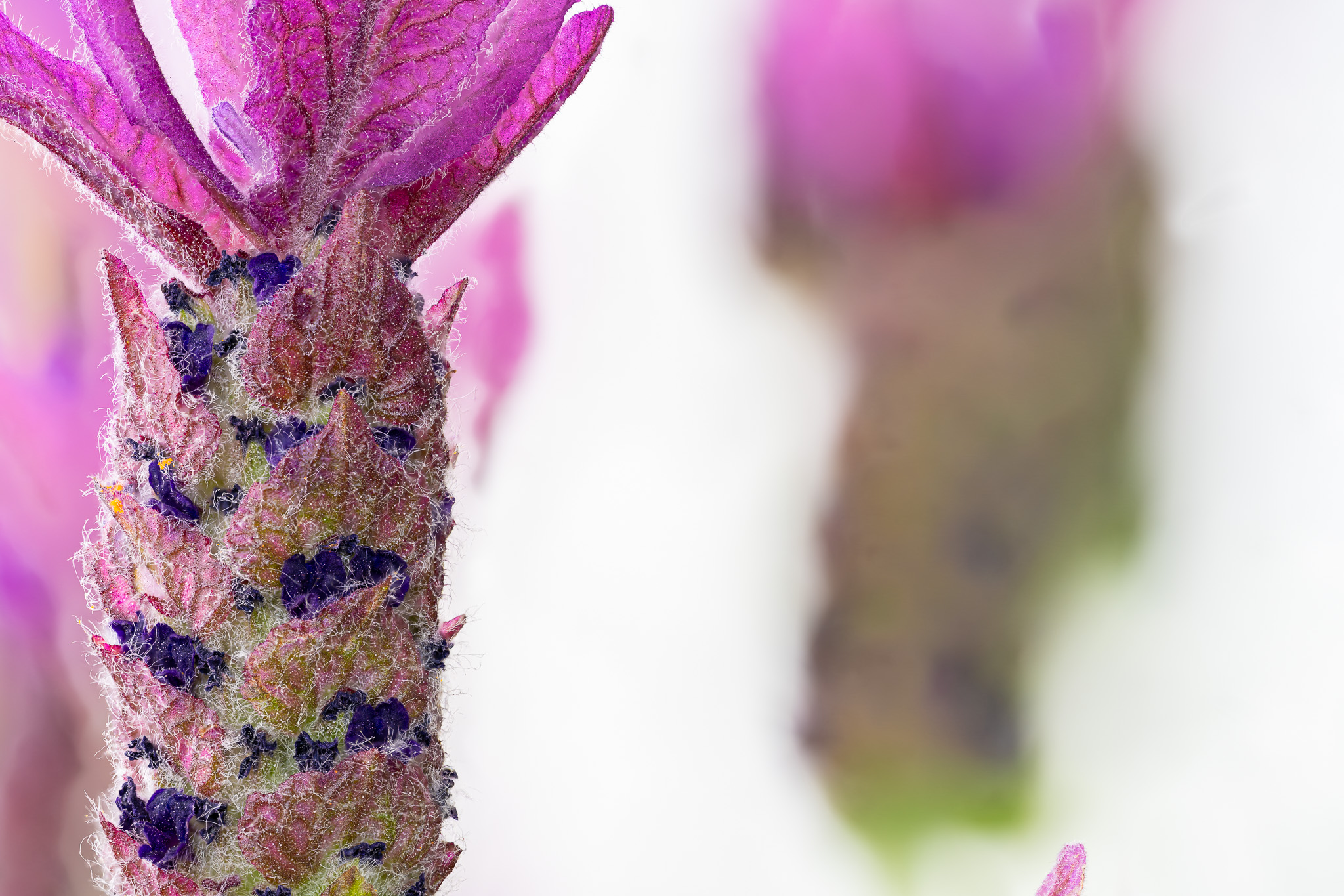 Completed focus stack — single lavender bud with full depth of field