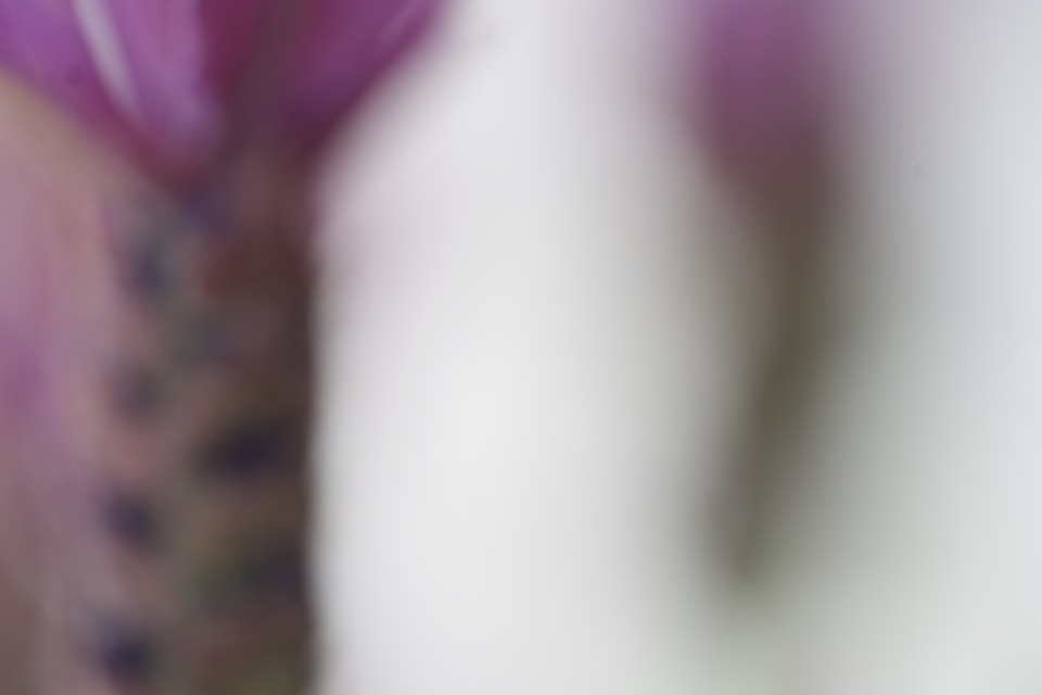 Lavender bud close-up — focus frame 1 of 131